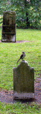 birdgravecrop.jpg