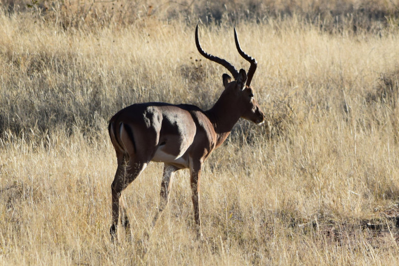 DSC_3253A.jpg