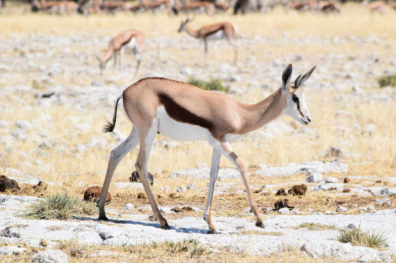DSC_3372.JPG