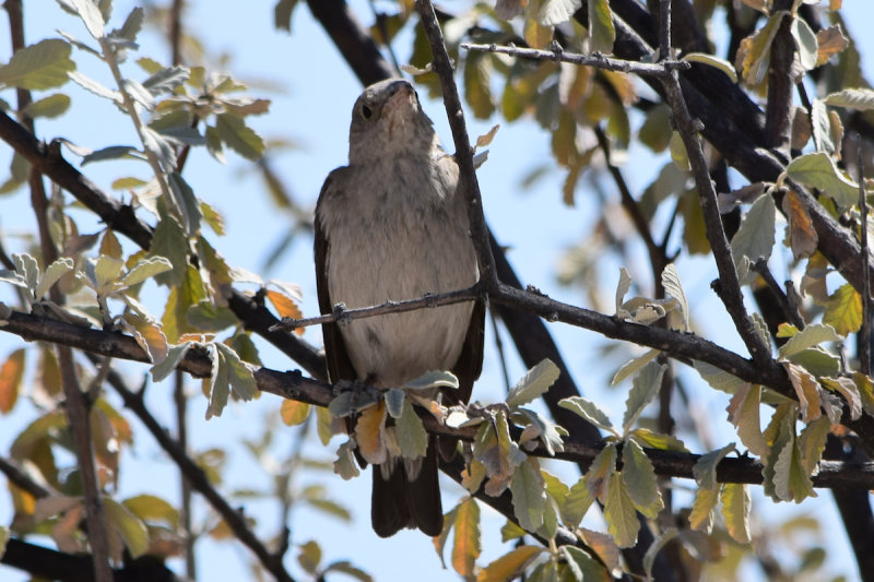 DSC_3401A.jpg