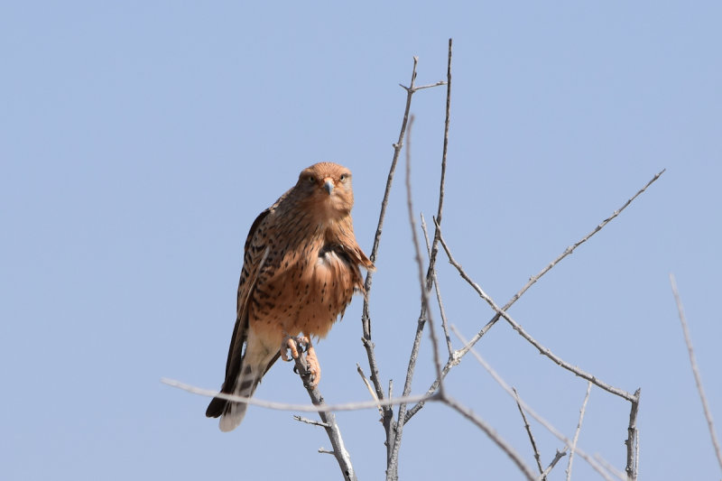 DSC_3486A.jpg