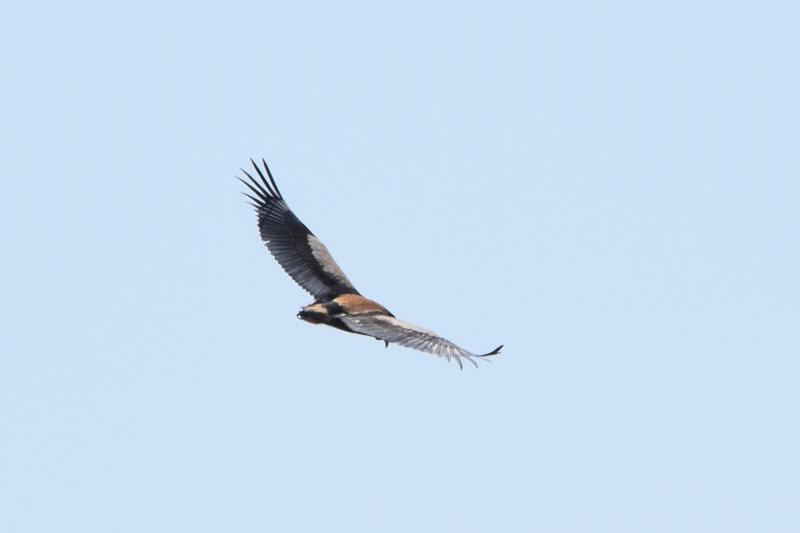 DSC_3856A.jpg