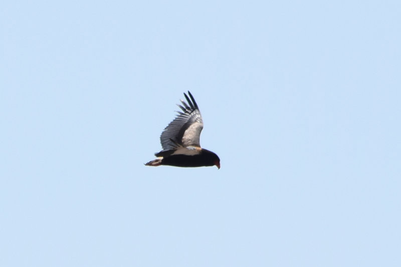 DSC_3857A.jpg