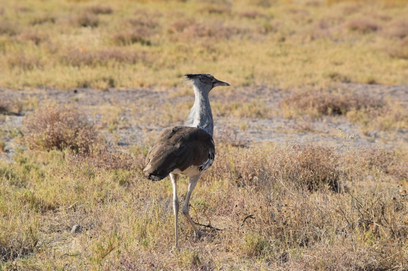 DSC_3945.JPG