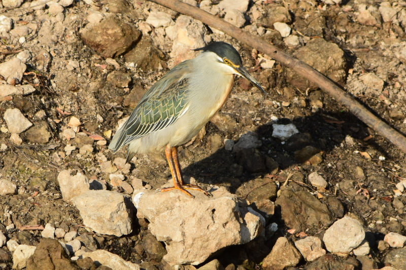 DSC_4094A.jpg