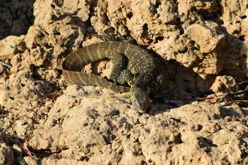 DSC_4108.JPG