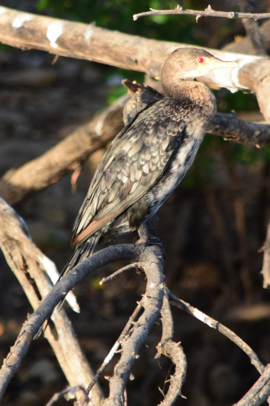 DSC_4151A.jpg