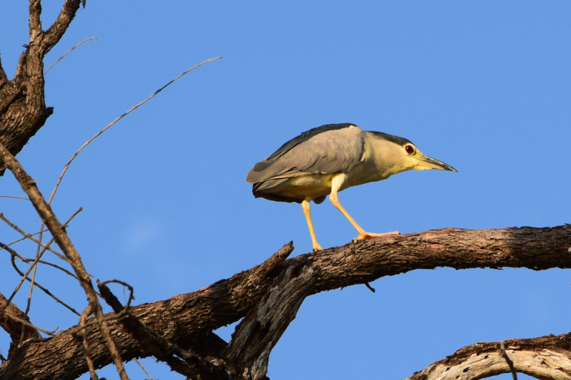 DSC_4154A.jpg