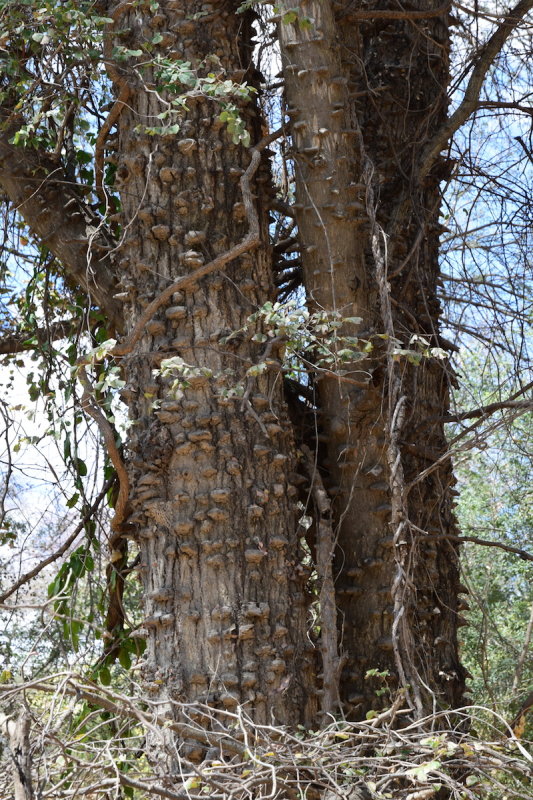 DSC_4280.JPG
