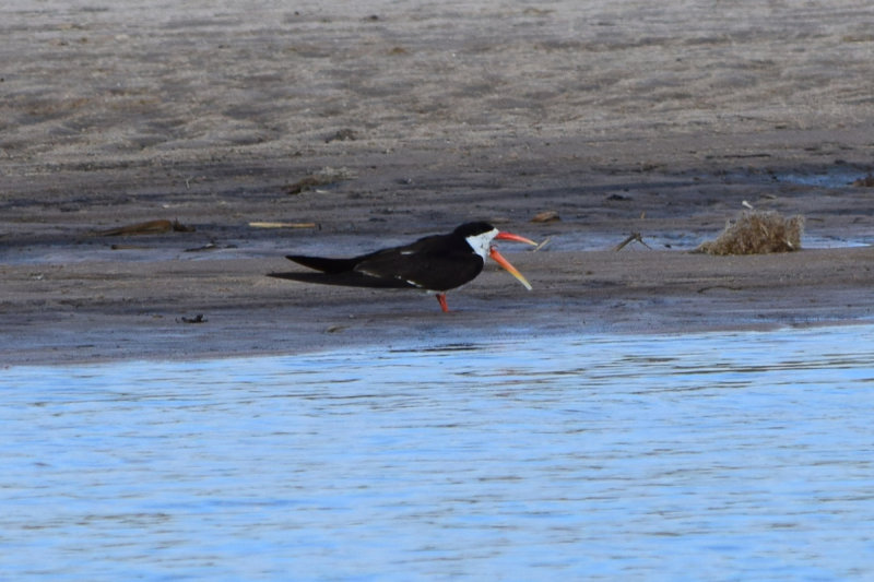 DSC_4285A.jpg