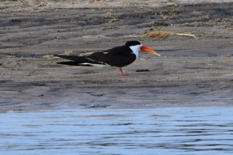 DSC_4290A.jpg