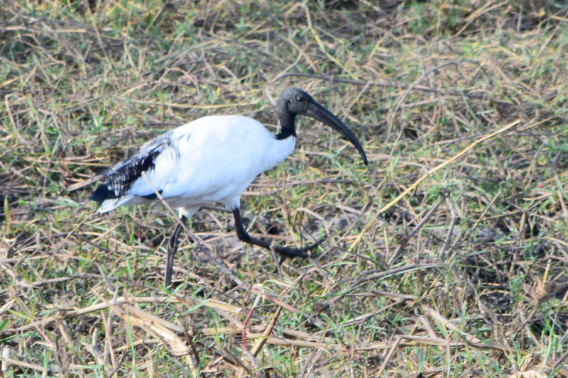 DSC_4315A.jpg