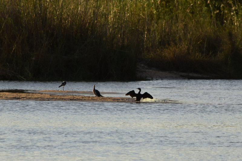 DSC_4346A.jpg