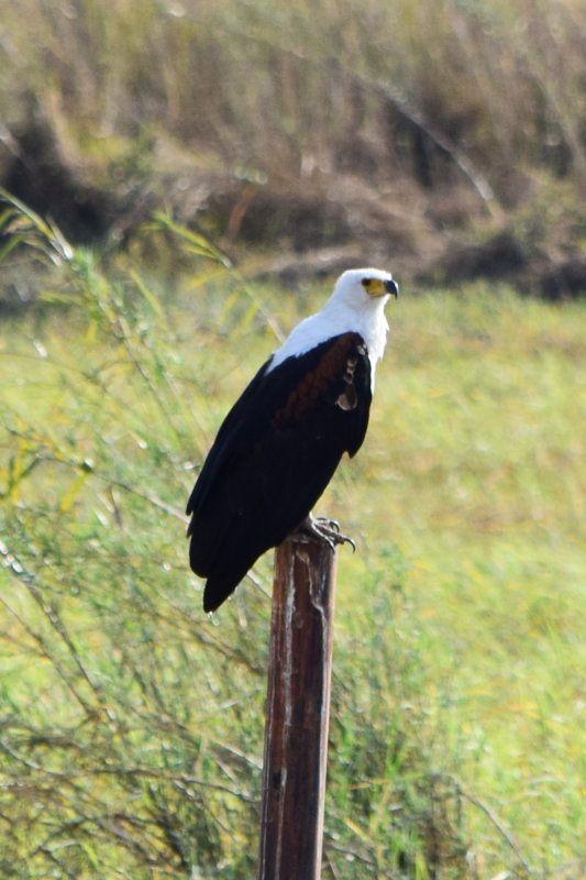 DSC_4408A.jpg