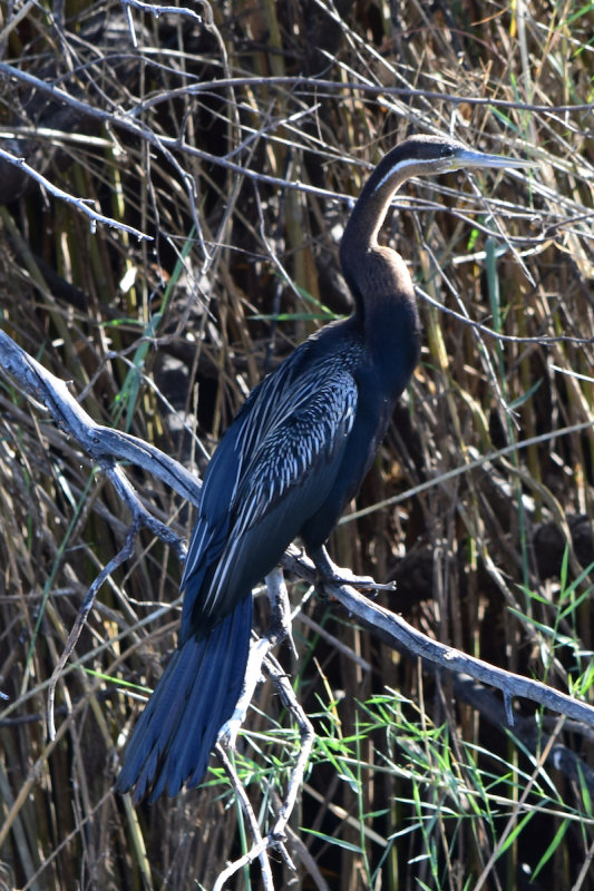 DSC_4417A.jpg