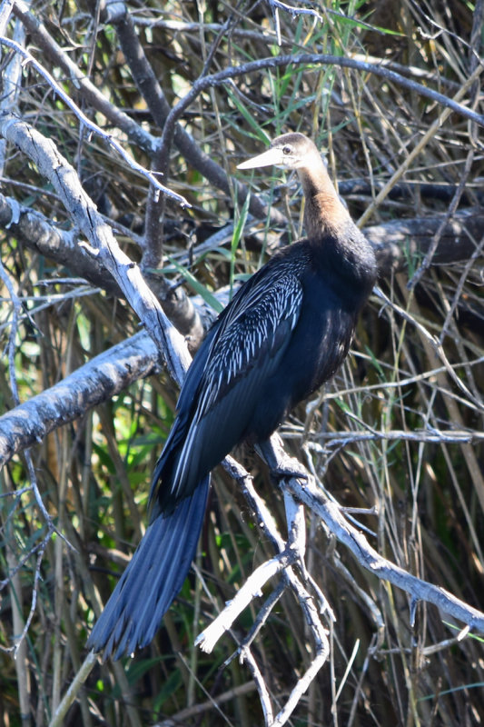 DSC_4420A.jpg