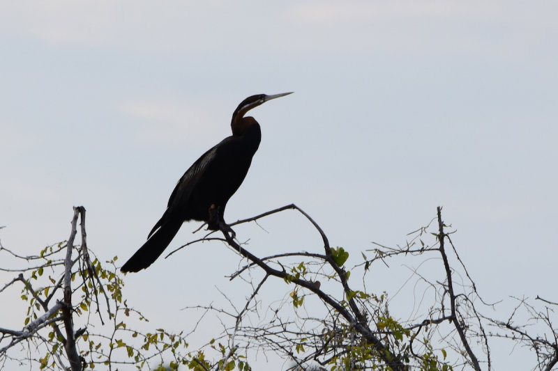 DSC_4484A.jpg