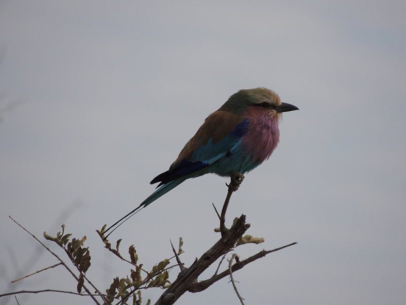 DSCN7601.JPG