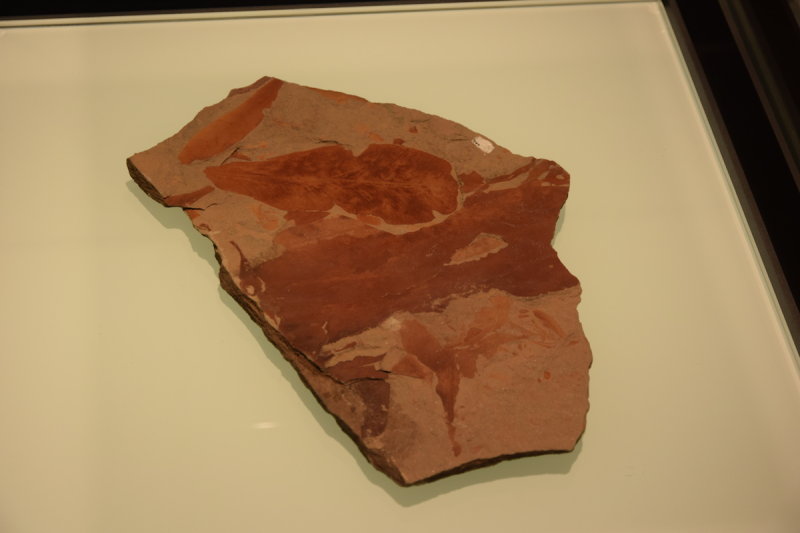 DSC_6219.JPG