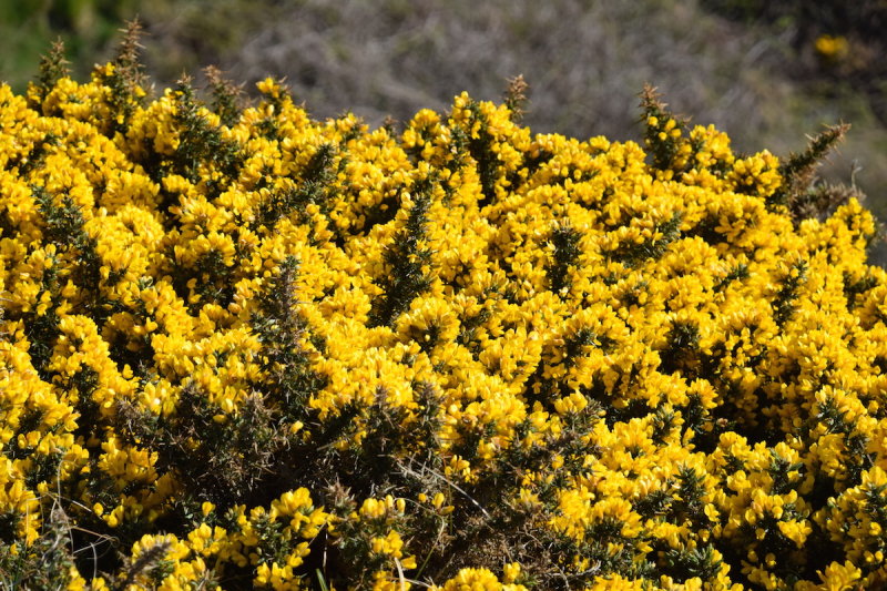DSC_1300.JPG