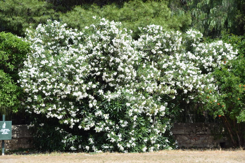 DSC_1890.JPG