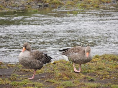 Pingvellir