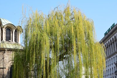 DSC_0301.JPG