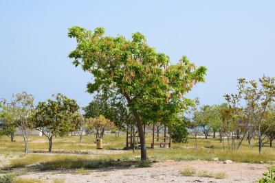 DSC_0510.JPG