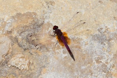 DSC_0538A.jpg