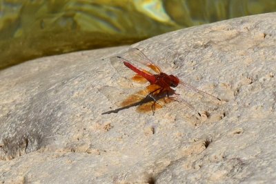 DSC_0549A.jpg