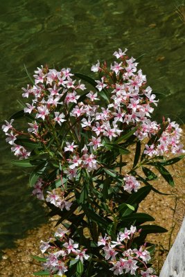 DSC_0557A.jpg