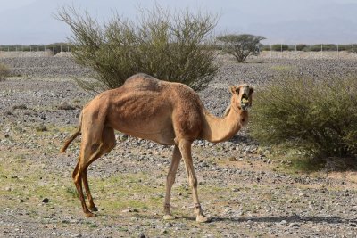 DSC_0617A.jpg