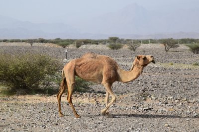 DSC_0619.JPG