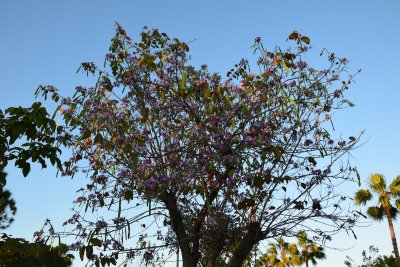 DSC_1300.JPG