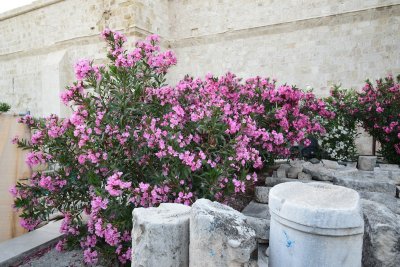 DSC_1332.JPG