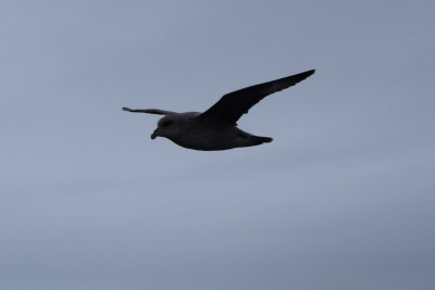DSC_1797A.jpg
