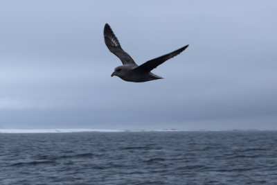 DSC_1799A.jpg