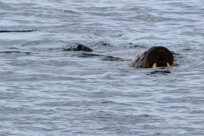 DSC_1809A.jpg