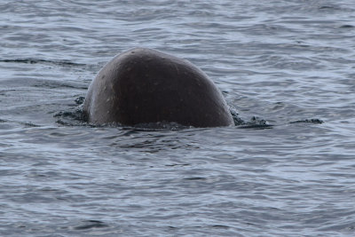 DSC_1810A.jpg