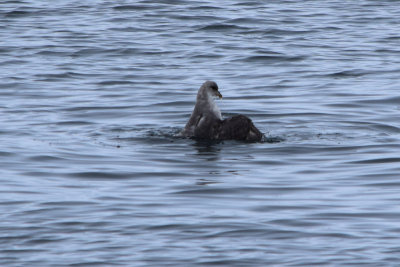 DSC_1833A.jpg