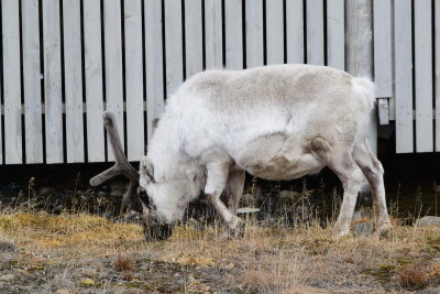 DSC_2096.JPG