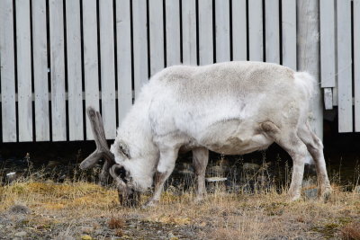 DSC_2097.JPG