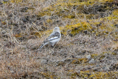 DSC_2115A.jpg