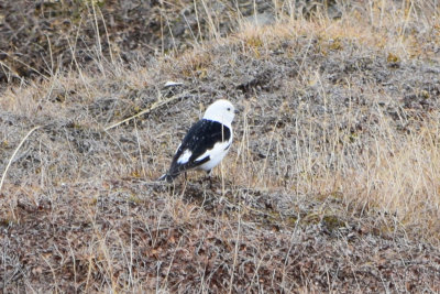 DSC_2131A.jpg
