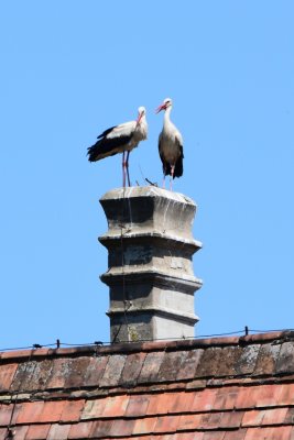 DSC_2242A.jpg