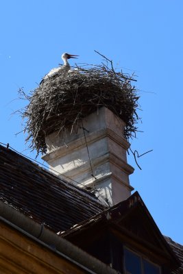 DSC_2325A.jpg