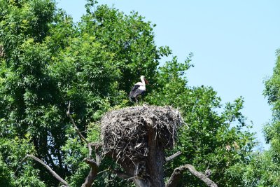 DSC_2244.JPG