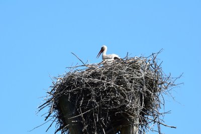 DSC_2247.JPG