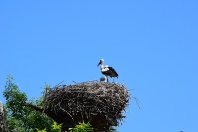 DSC_2251.JPG