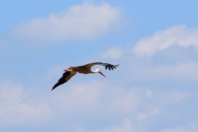 DSC_2253A.jpg